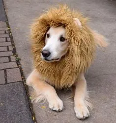 Dach Everywhere™ Lion Mane Dog Costume