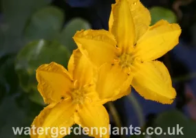 Nymphoides peltata - Fringed Waterlily, Floating Heart